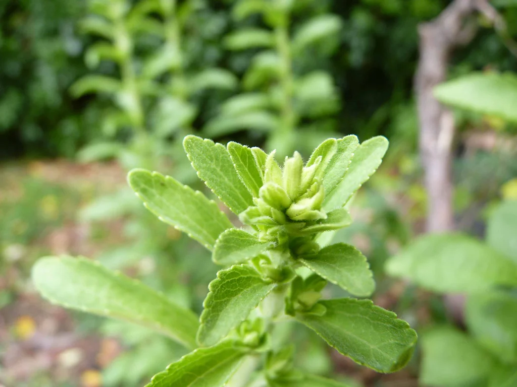 Tanaman stevia. Gambar oleh Stratmains Emmanuel dari Wikimedia Commons.